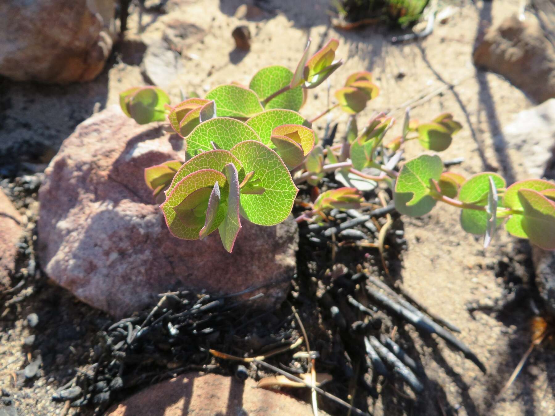 Image of <i>Rafnia acuminata</i>