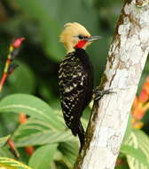 Image of Blond-crested Woodpecker