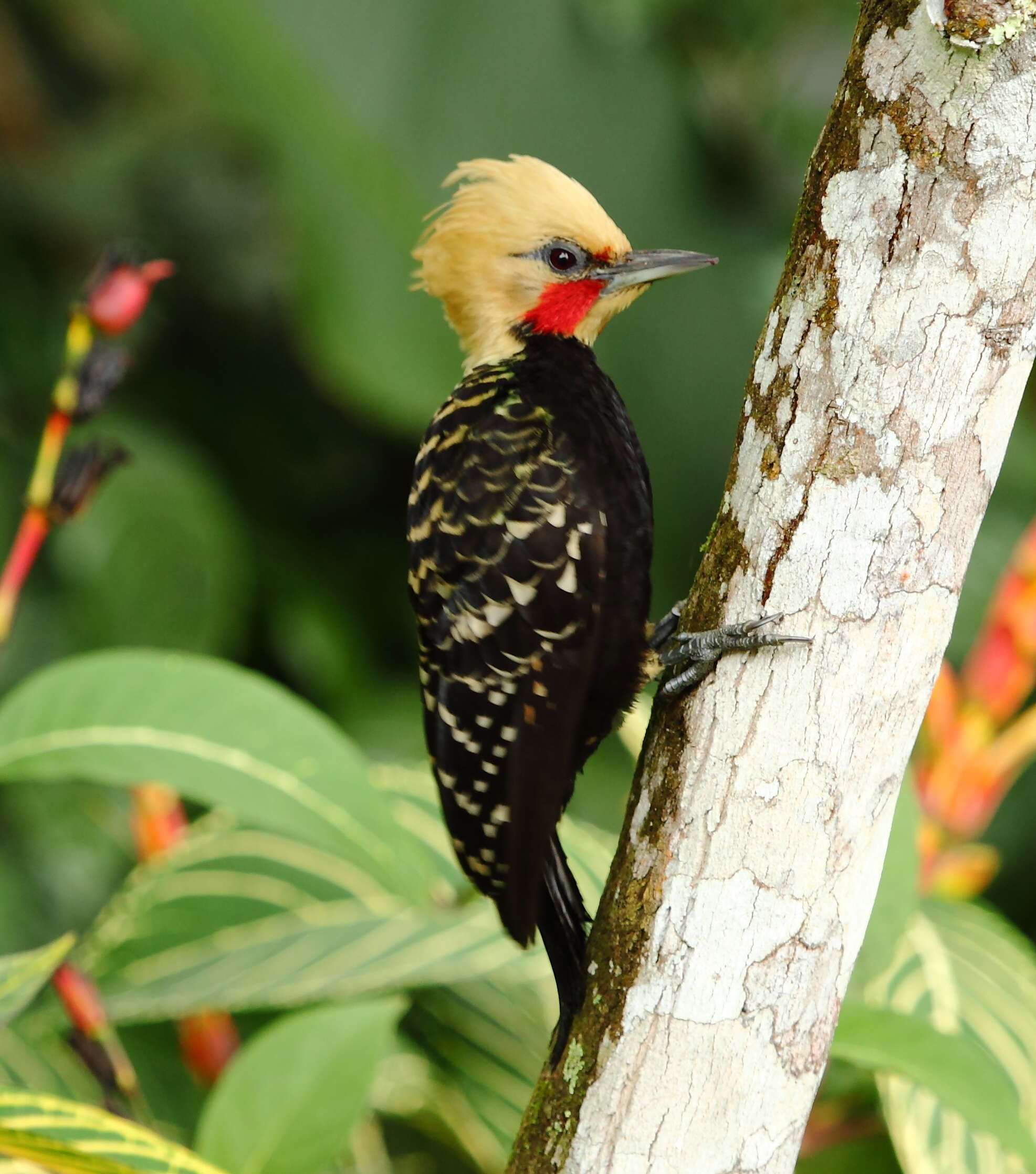 Image of Blond-crested Woodpecker