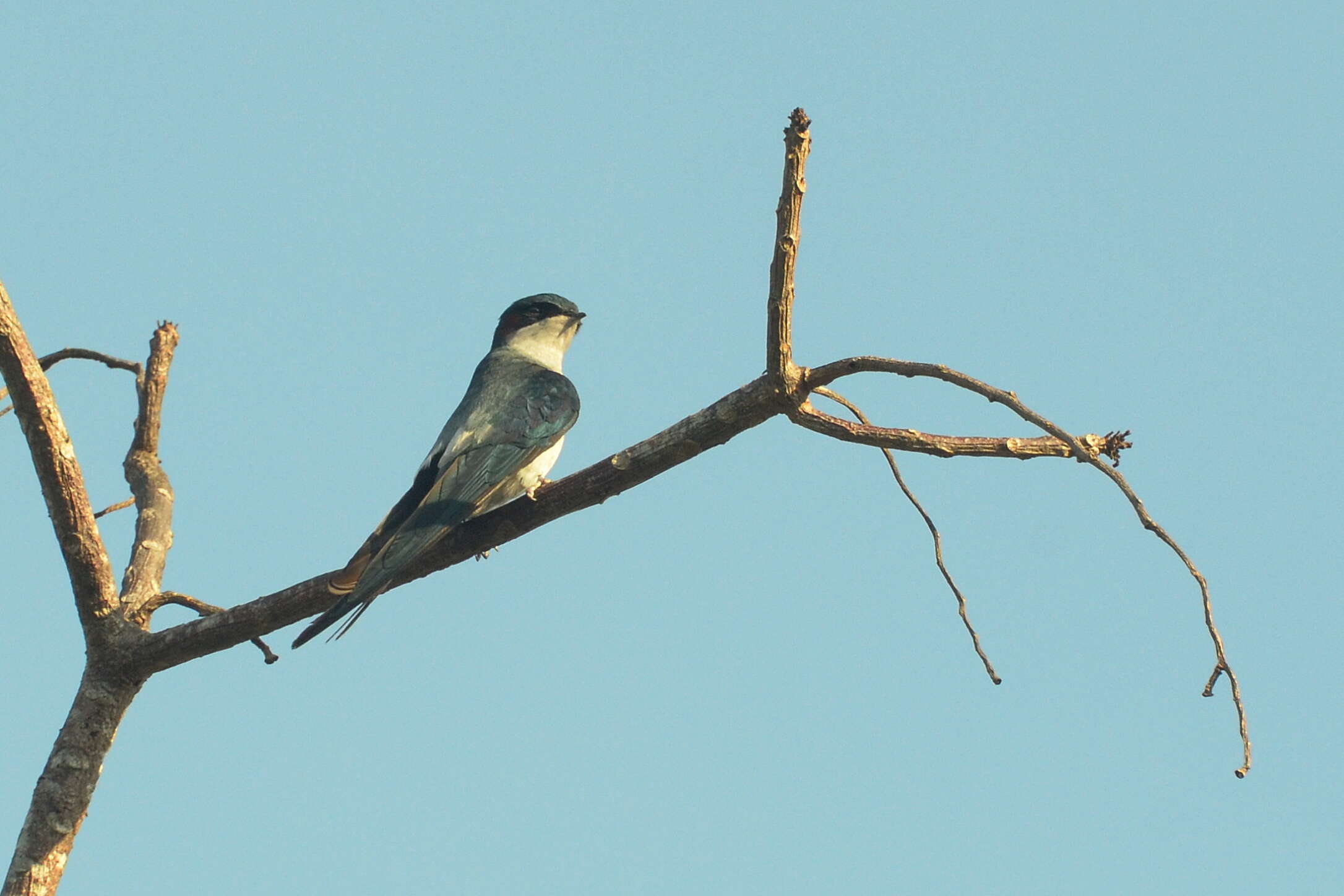 Image of Grey-rumped Treeswift