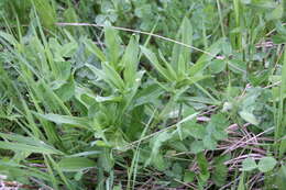 Image of Cross gentian