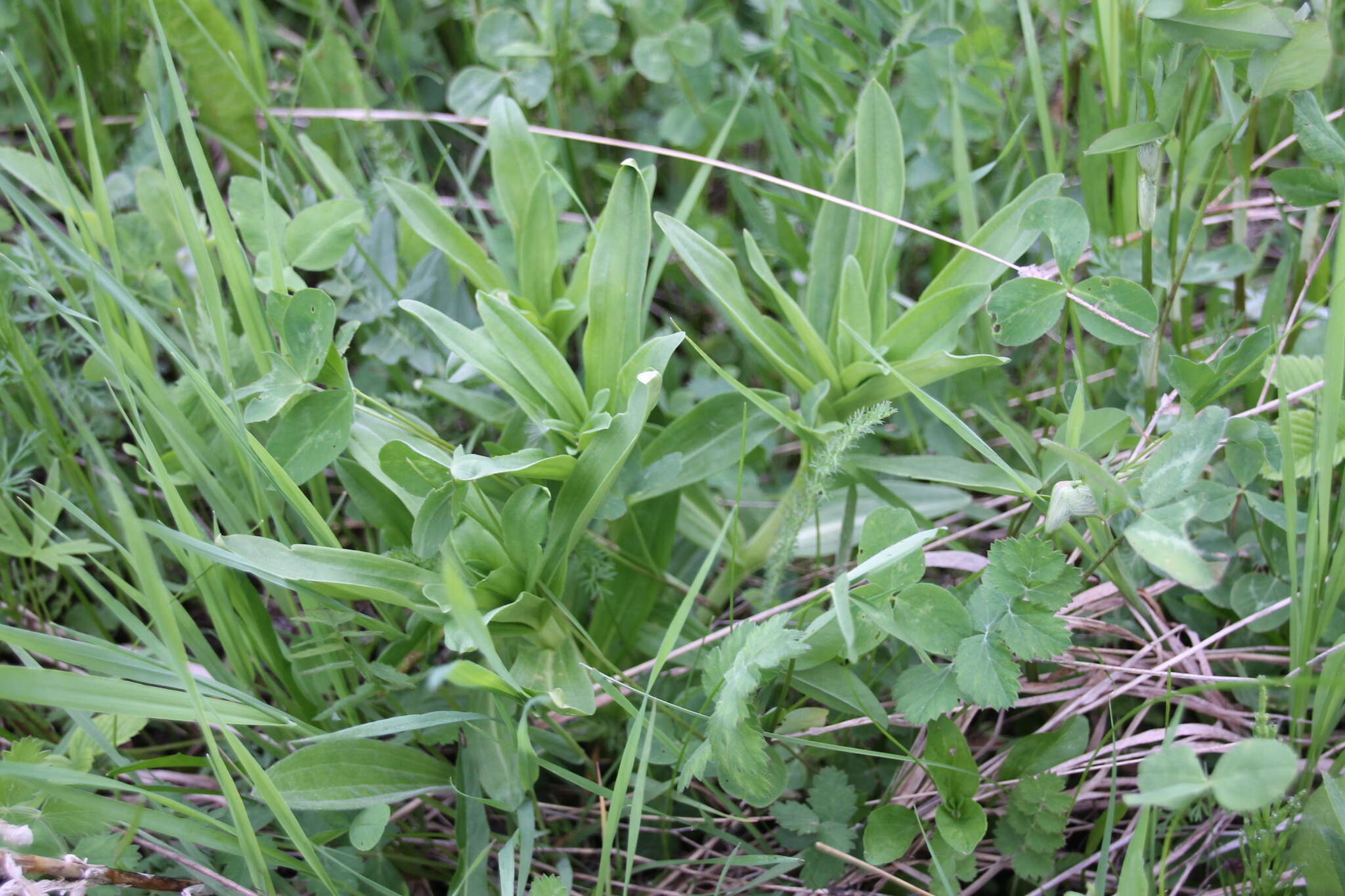 Image of Cross gentian