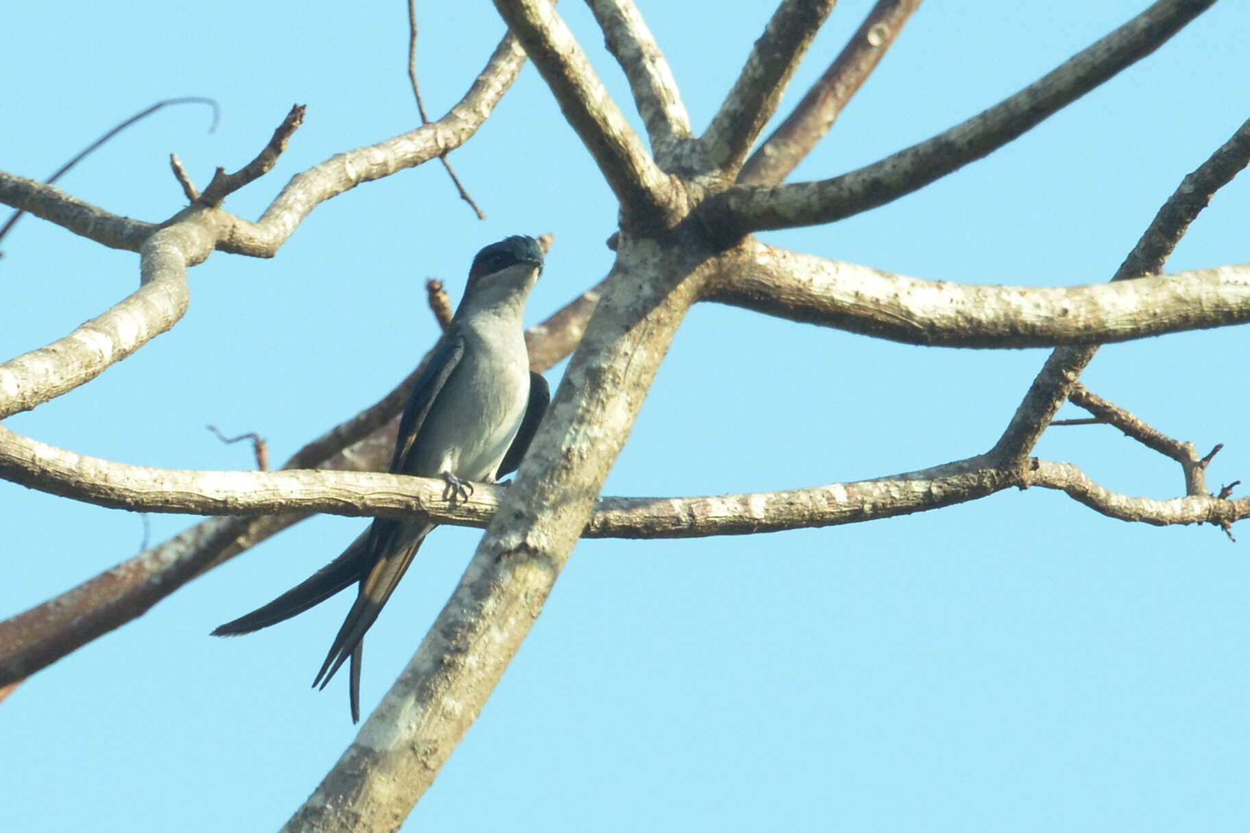 Image of Grey-rumped Treeswift