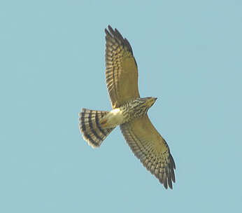 Image of Chinese Sparrowhawk