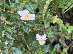 Image of Bellonia spinosa Sw.