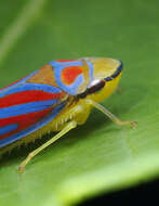 Graphocephala coccinea (Forster & J. R. 1771)的圖片