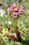 Image of Sempervivum vicentei Pau