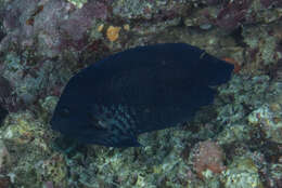 Image of Blue Velvet Angelfish