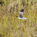 Image of Papuan Harrier