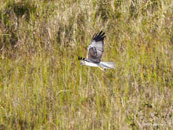 Image of Papuan Harrier