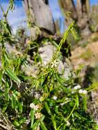 Image of Diplolepis geminiflora (Decne.) Liede & Rapini