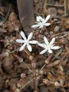 Image of Fusifilum depressum (Baker) U. Müll.-Doblies, J. S. Tang & D. Müll.-Doblies