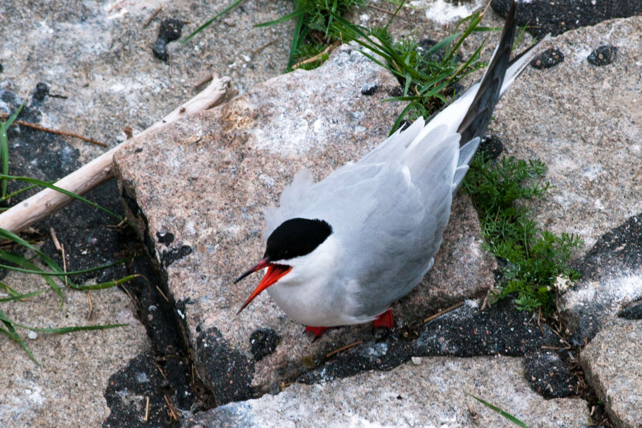 Image of Common Tern