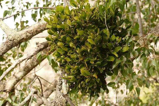 Image of Notothixos cornifolius Oliver