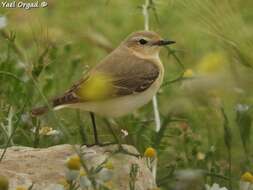 Image of Isabelline Wheatear