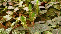 صورة Fittonia albivenis (Lindl. ex Veitch) R. K. Brummitt