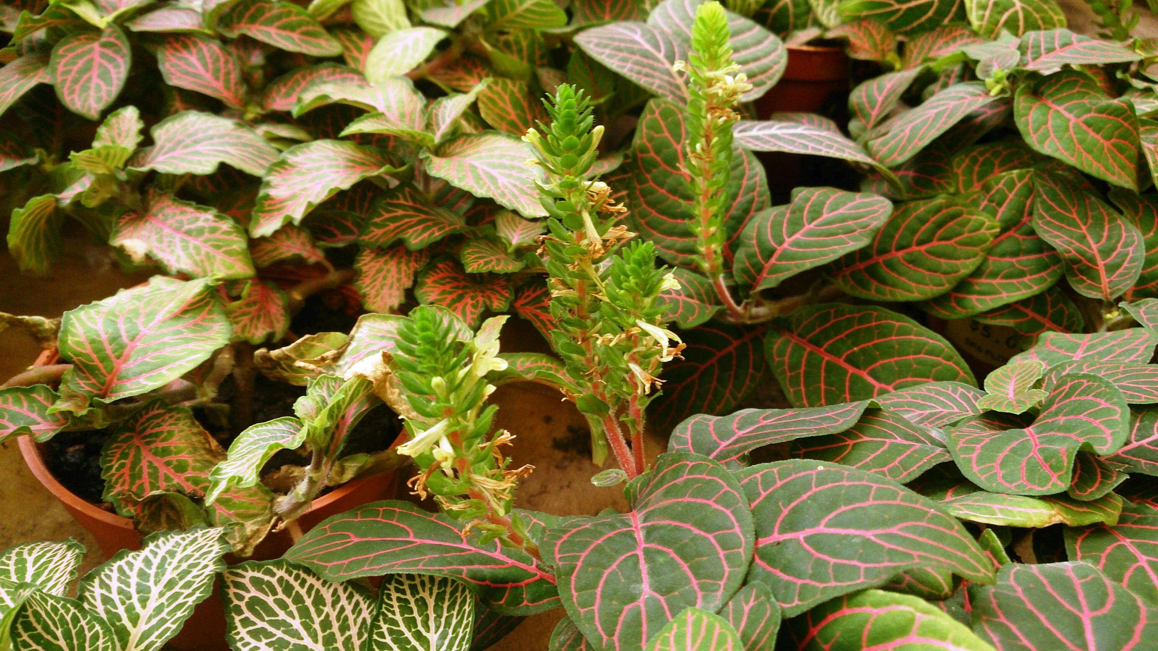 Fittonia albivenis (Lindl. ex Veitch) R. K. Brummitt resmi