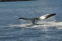 Image of Southern Right Whale