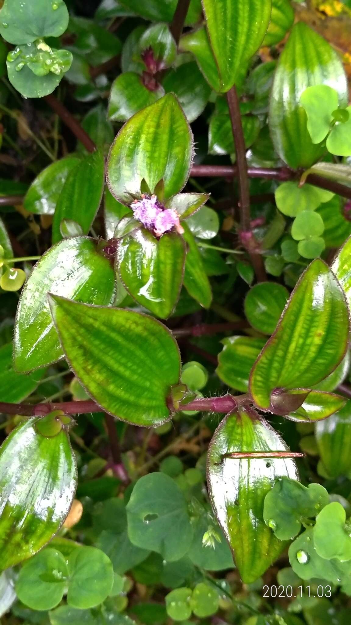 Image de Belosynapsis ciliata (Blume) R. S. Rao