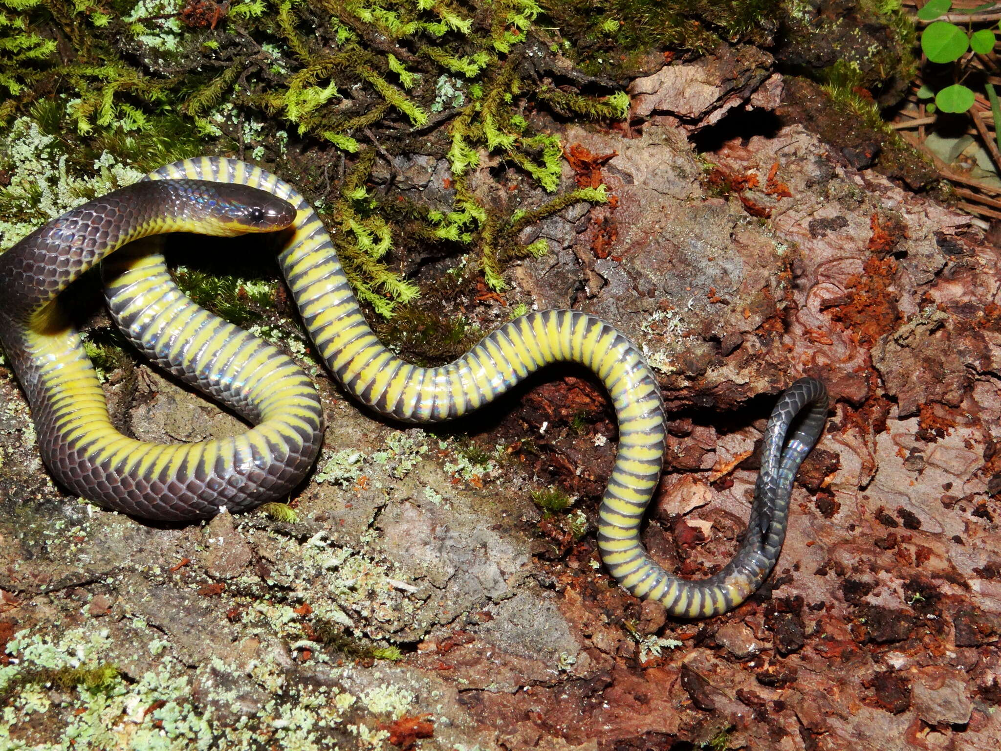 Image of Sierra Coalcoman Earth Snake