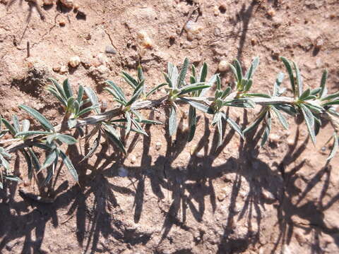 Image of Caragana stenophylla Pojark.