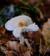 Image of Lepiota clypeolaria (Bull.) P. Kumm. 1871