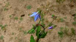 صورة Borago pygmaea (DC.) Chater & Greuter