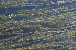 Image of Perfoliate Pondweed