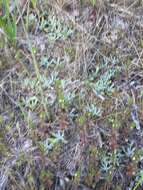 Image of arctic eyebright