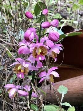 Image of Gastrorchis francoisii Schltr.