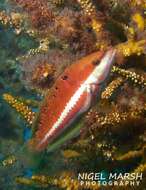 Image of Redband wrasse