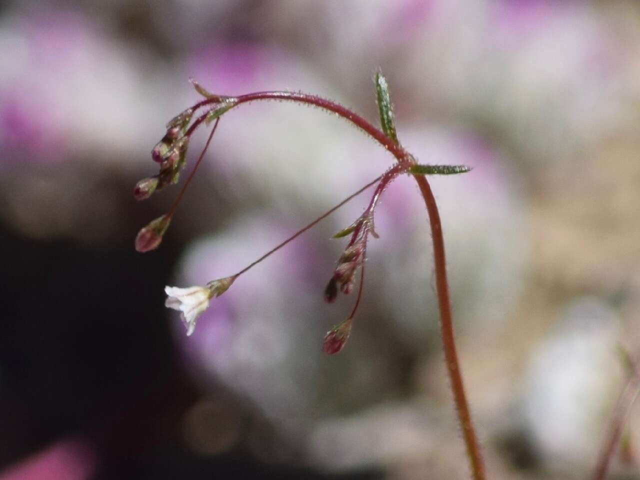 Image of Redding buckwheat