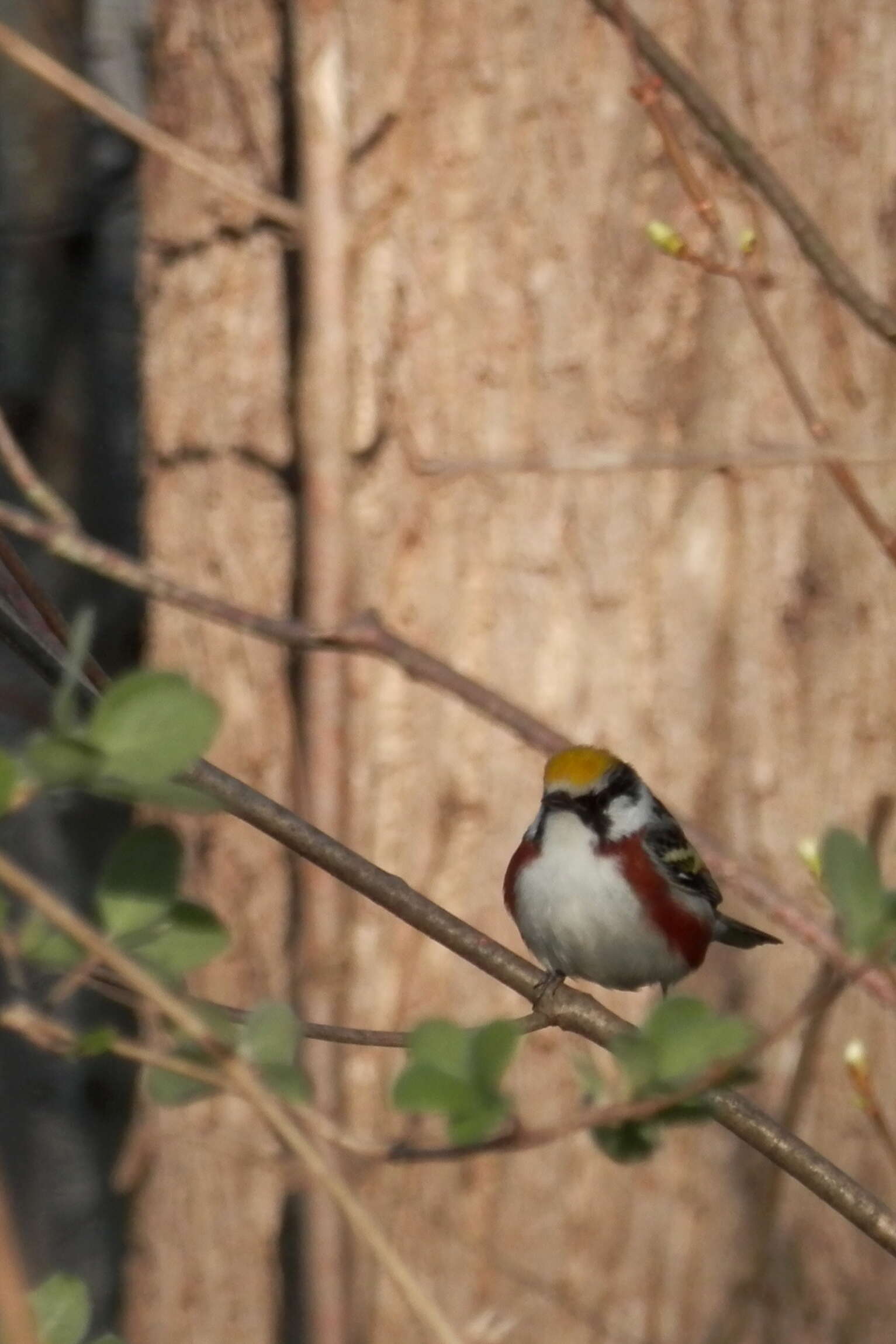 Image of Chestnut-sided Warbler