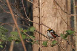 Image of Chestnut-sided Warbler