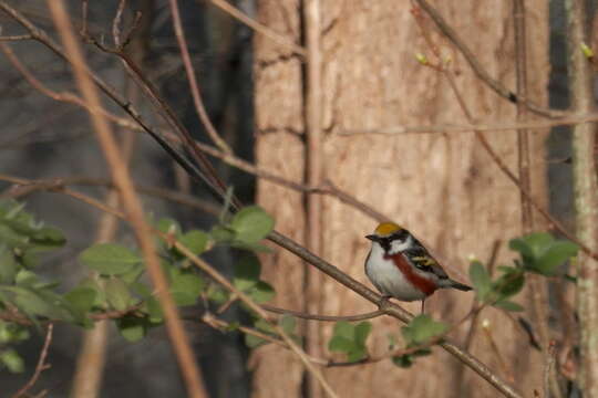 Image of Chestnut-sided Warbler