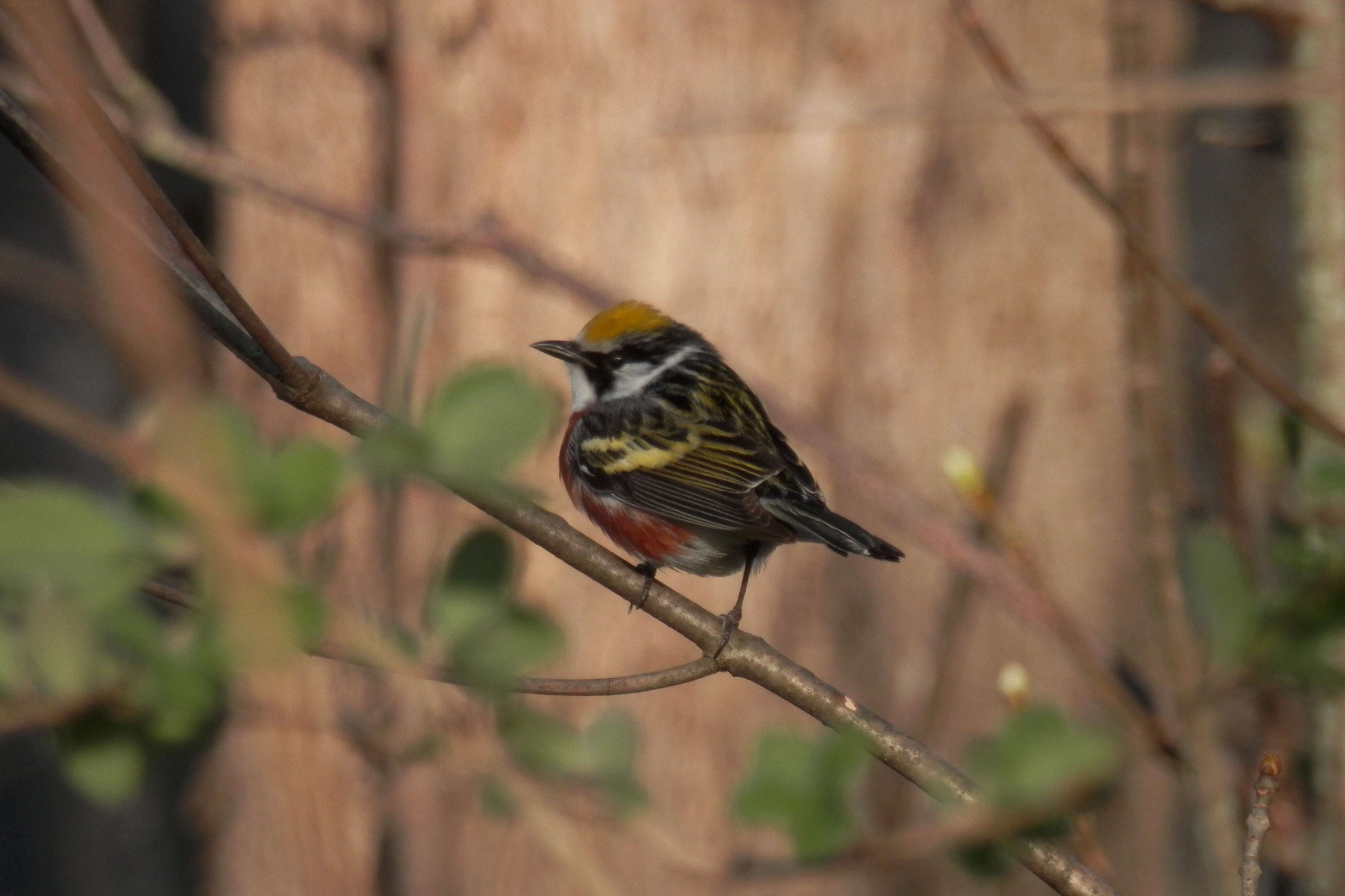 Image of Chestnut-sided Warbler