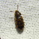 Image of Multi-spotted Hairy Fungus Beetle