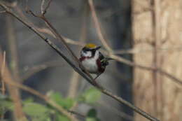 Image of Chestnut-sided Warbler