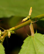 Image of Horn-fruited jute