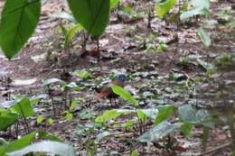 Image of Blue-headed Wood Dove