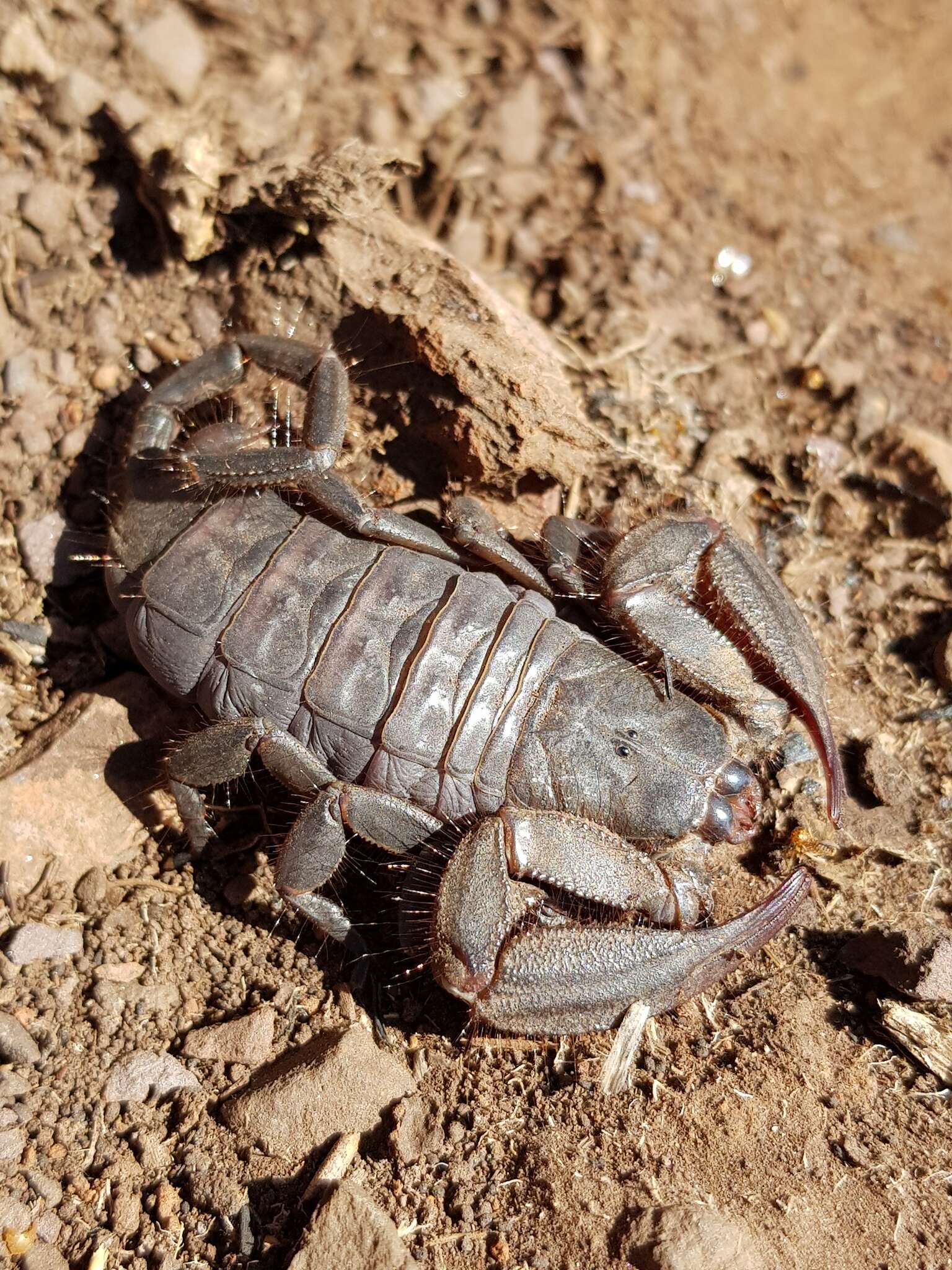 Image of Magaliesberg Rock Scorpion