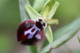 Image of Ophrys sphegodes subsp. atrata (Rchb. fil.) A. Bolòs