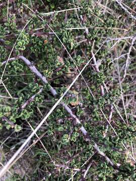 Image of Santa Barbara ceanothus