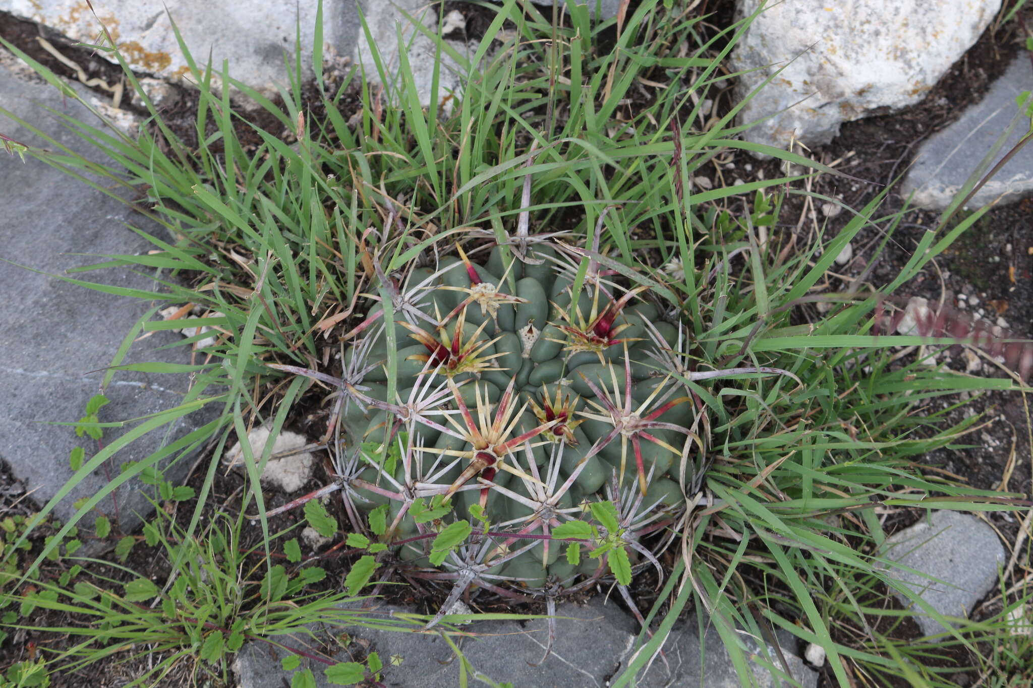 Image of Sclerocactus uncinatus subsp. crassihamatus (F. A. C. Weber) N. P. Taylor