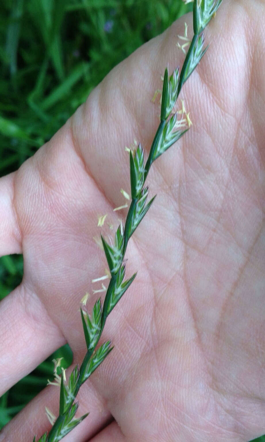 Image of perennial ryegrass