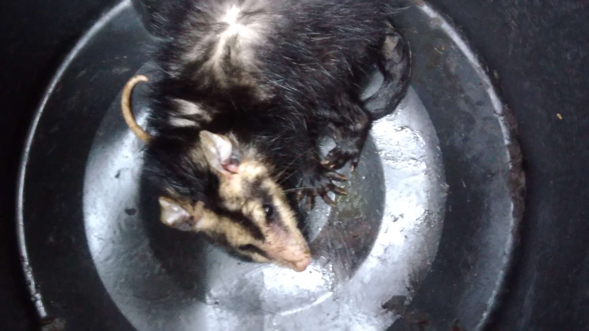 Image of White-eared Opossum