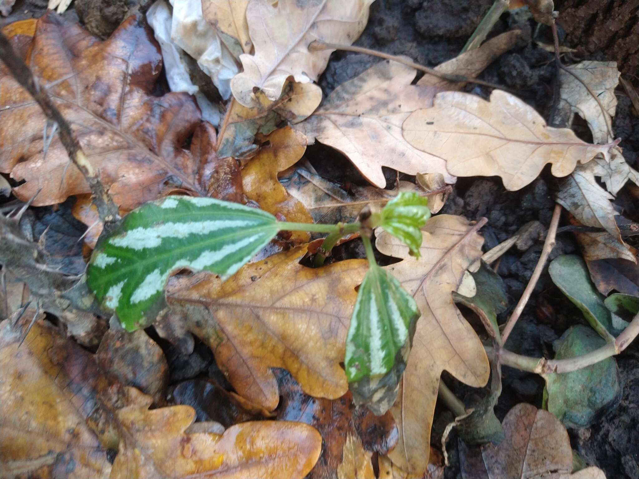 Imagem de Pilea cadierei Gagnep. & Guillaum.