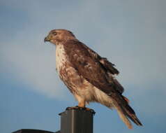 Image of Eastern Red-tailed Hawk