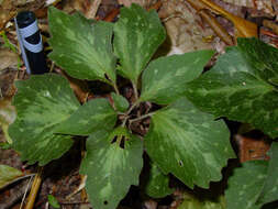 Image of Allegheny-spurge