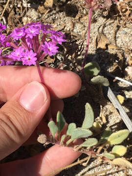 Image of pink sand verbena